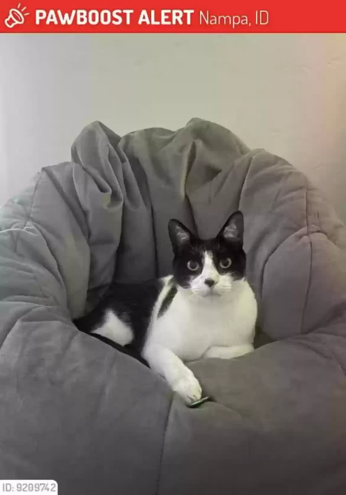 Lost cat in Unknown, ID, 83561