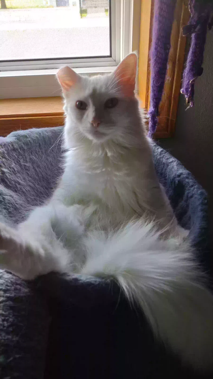 Lost cat in Spokane, WA, 99206