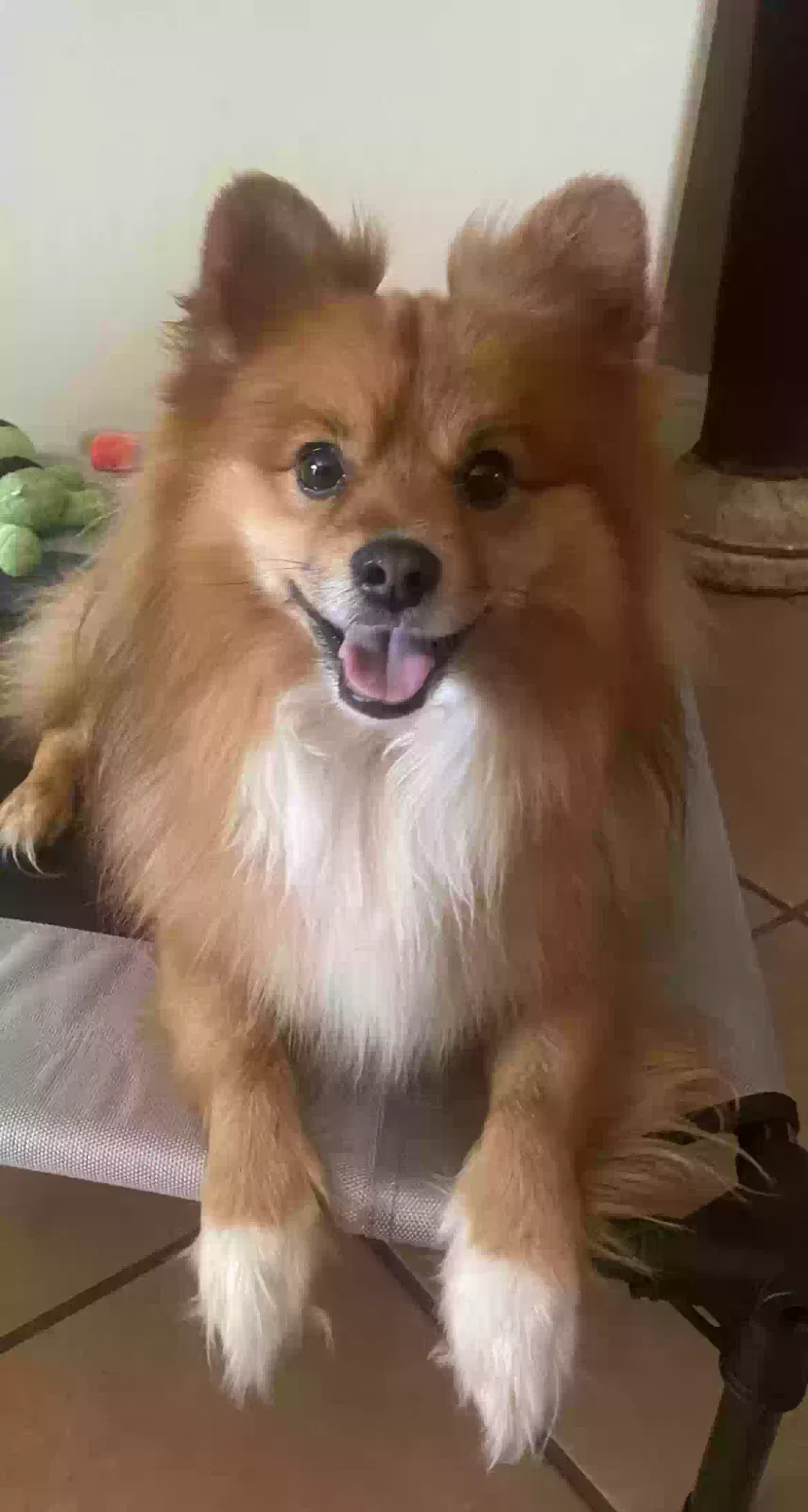 Lost dog in Bakersfield, CA, 93306