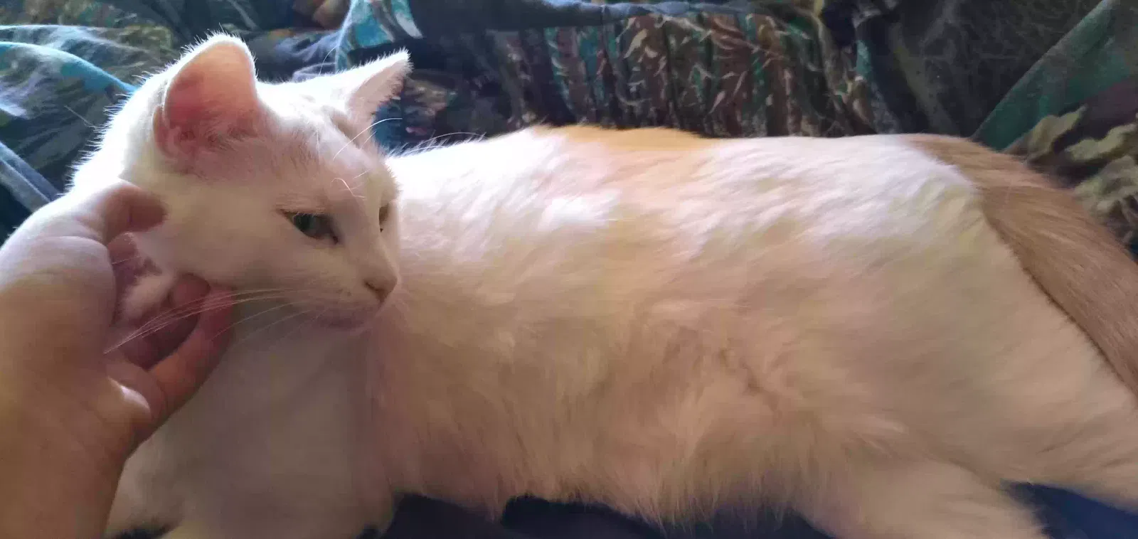 Lost cat in Moriarty, NM, 87035