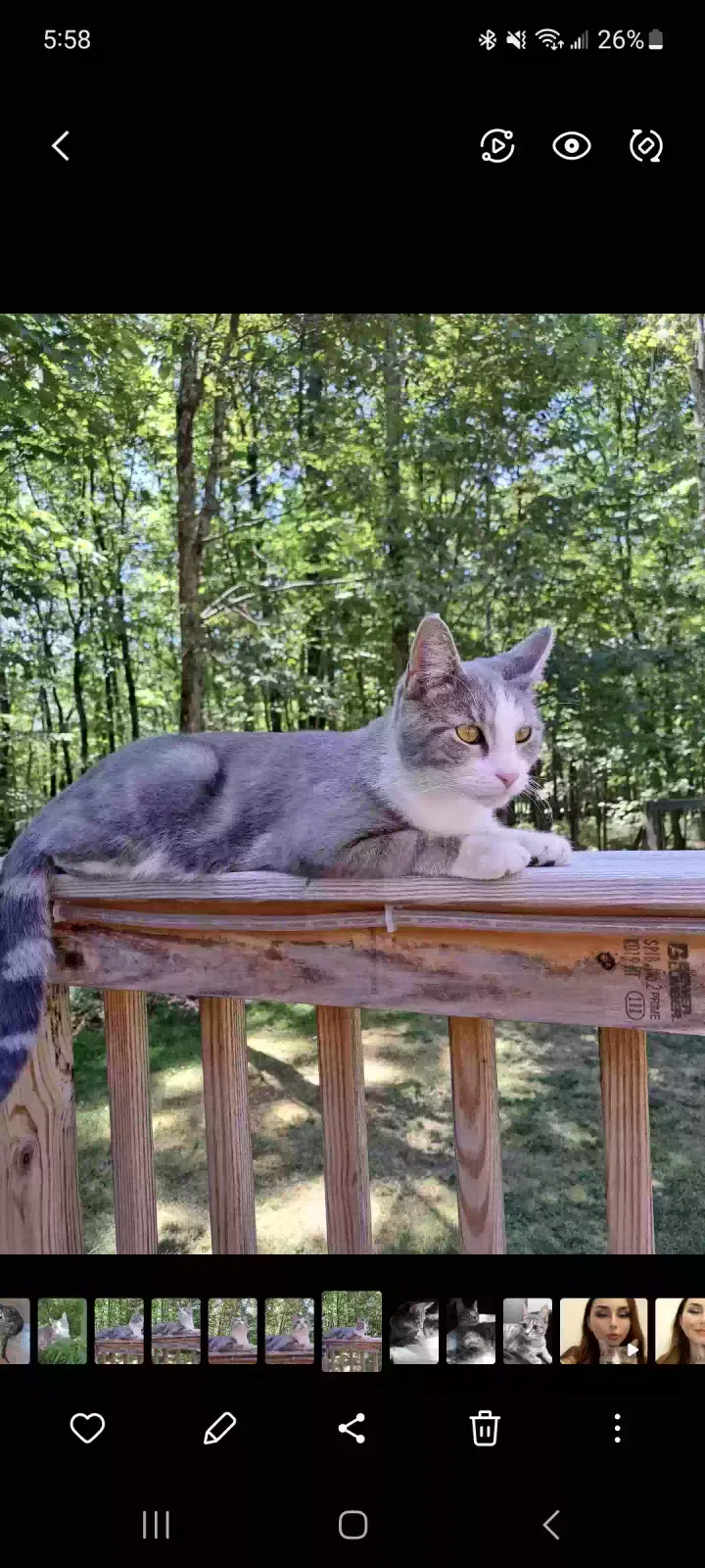 Lost cat in Effort, PA, 18330