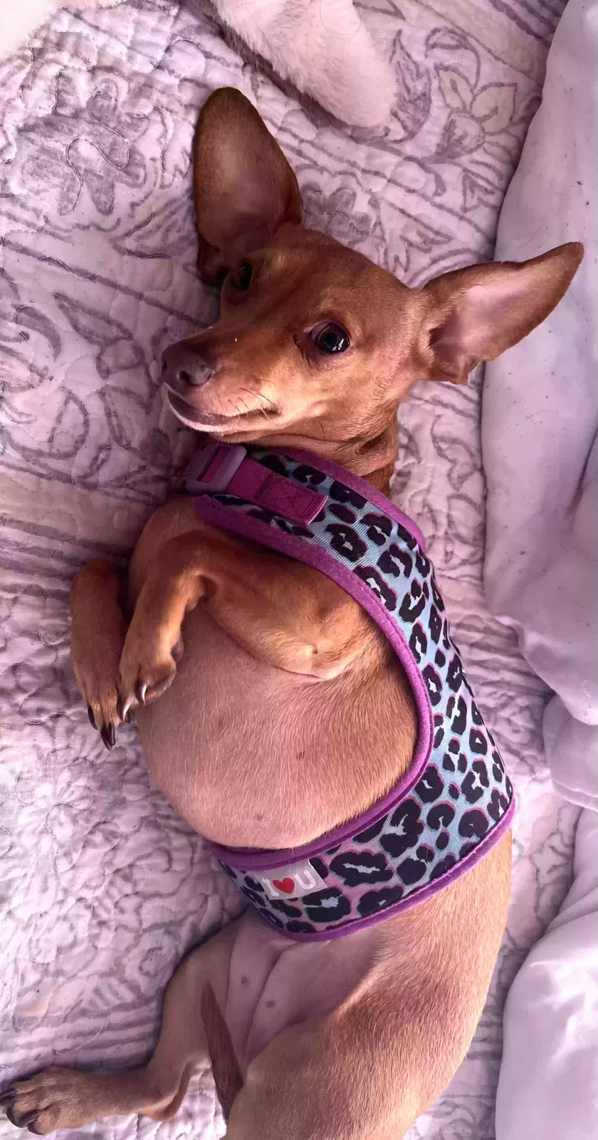 Lost dog in Portsmouth, VA, 23701