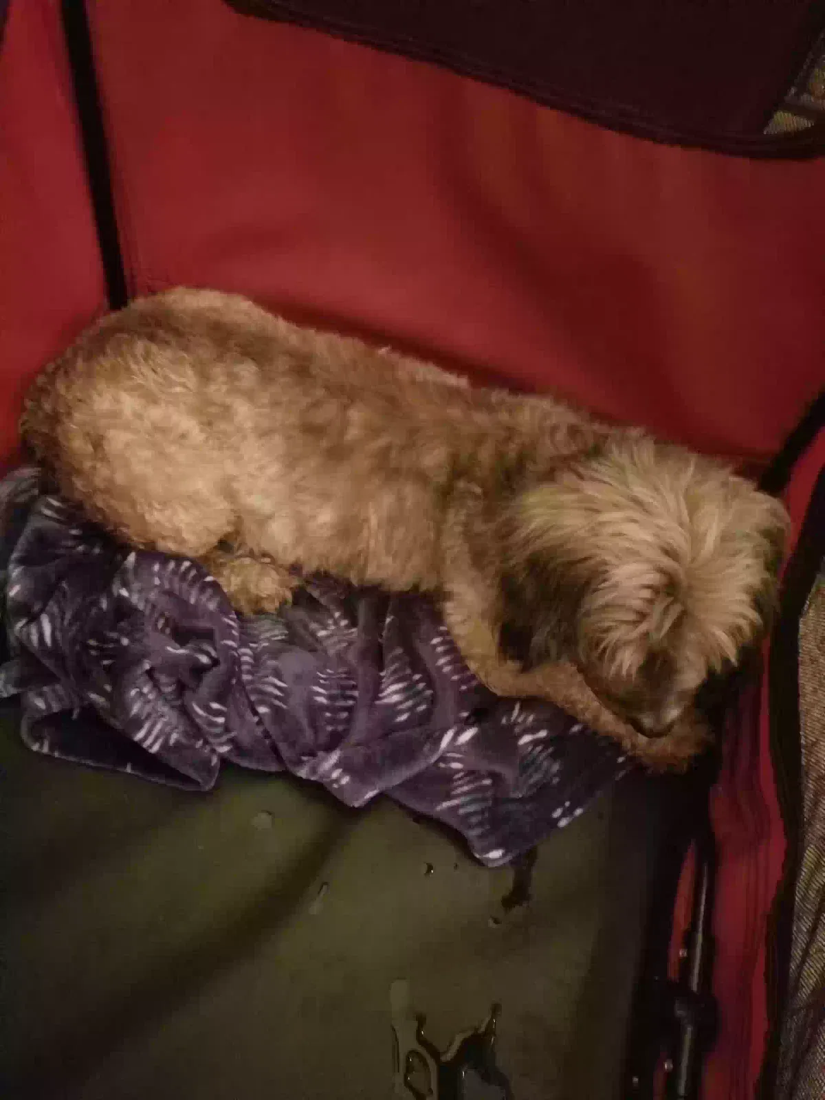 Found dog in Killeen, TX, 76542