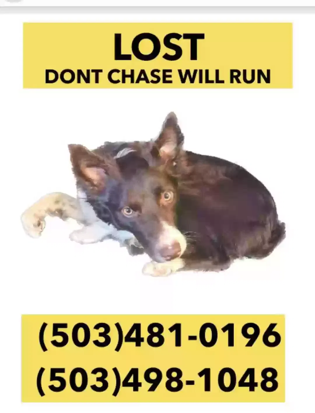 Lost dog in Portland, OR, 97267