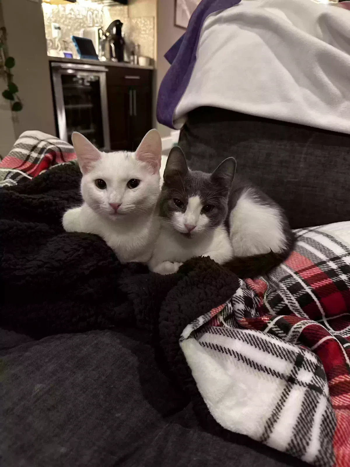 Lost cat in Rio Rancho, NM, 87144