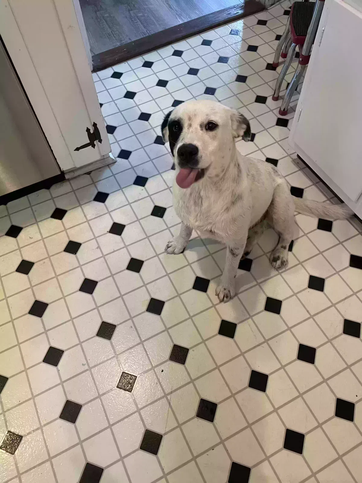 Found dog in Blackstone, VA, 23824