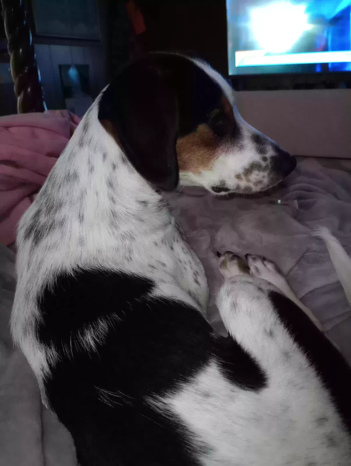 Found dog in Mount Sterling, KY, 40353
