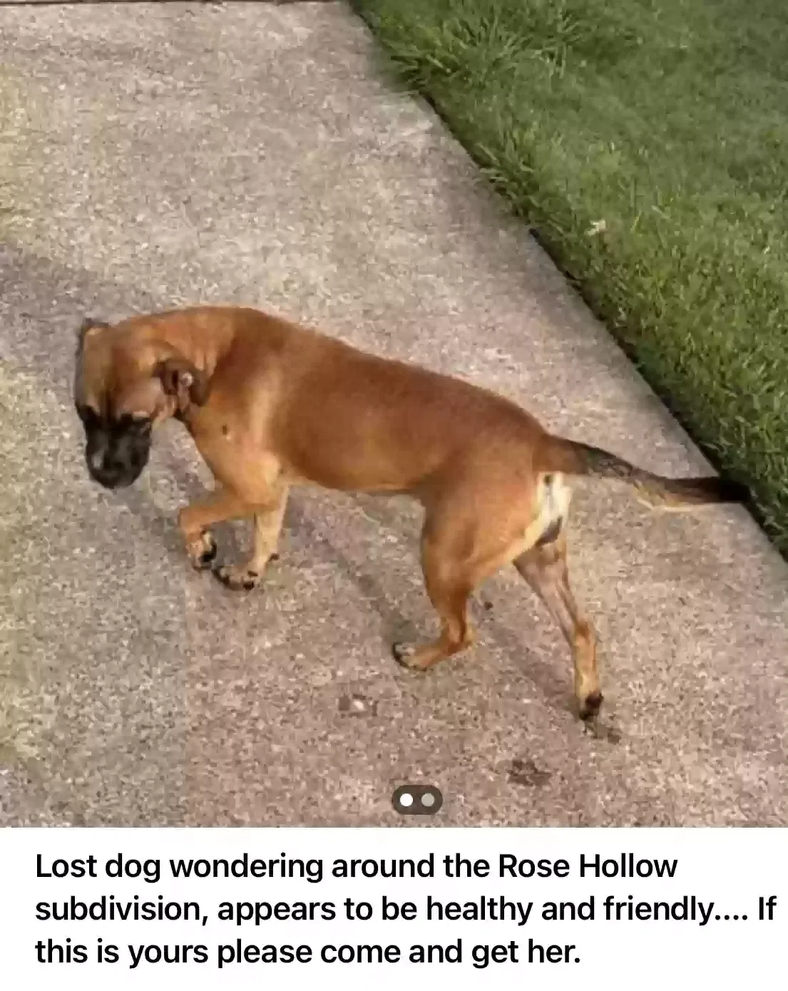 Found dog in Shreveport, LA, 71118