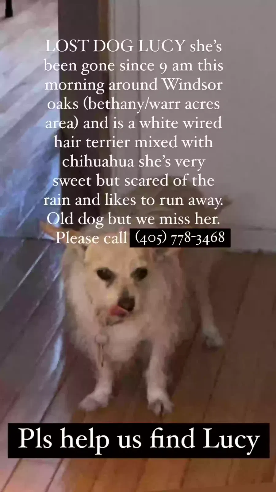 Lost dog in Oklahoma City, OK, 73127
