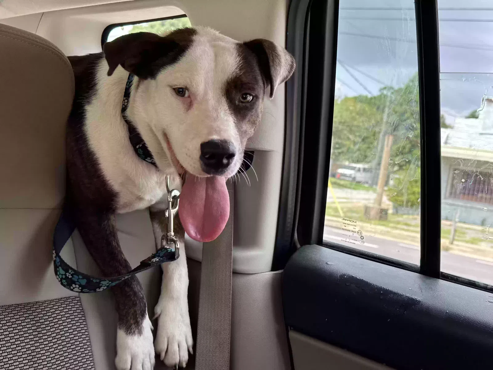 Found dog in Pensacola, FL, 32503