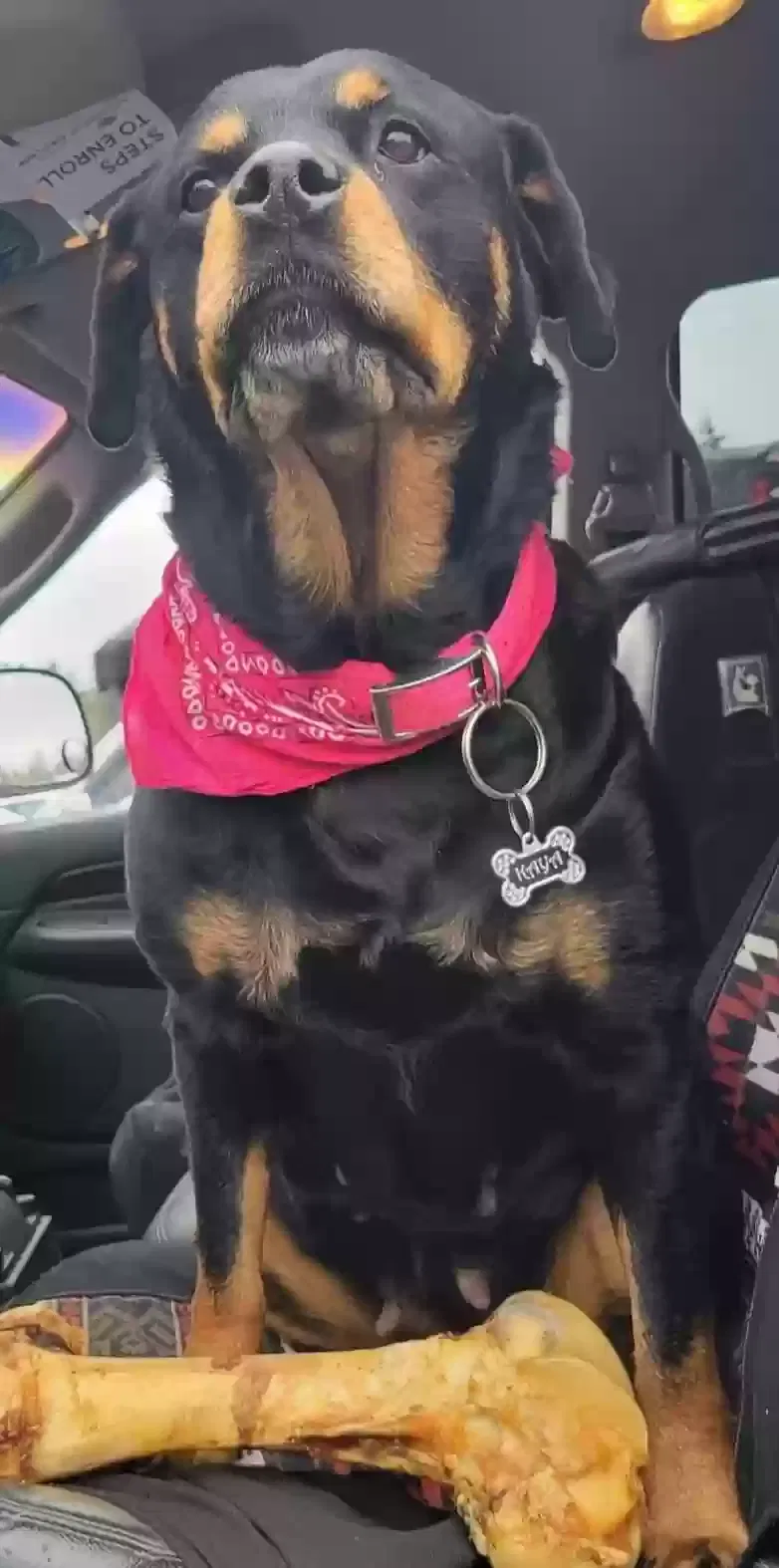 Lost dog in Olympia, WA, 98506