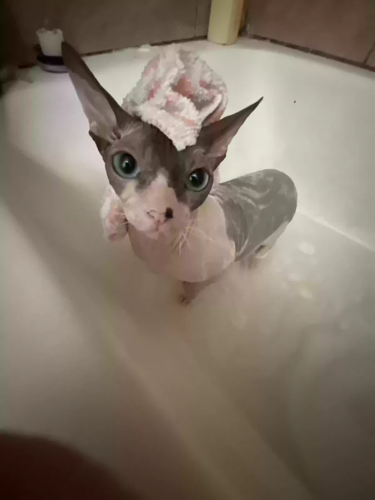 Lost cat in Colton, CA, 92324