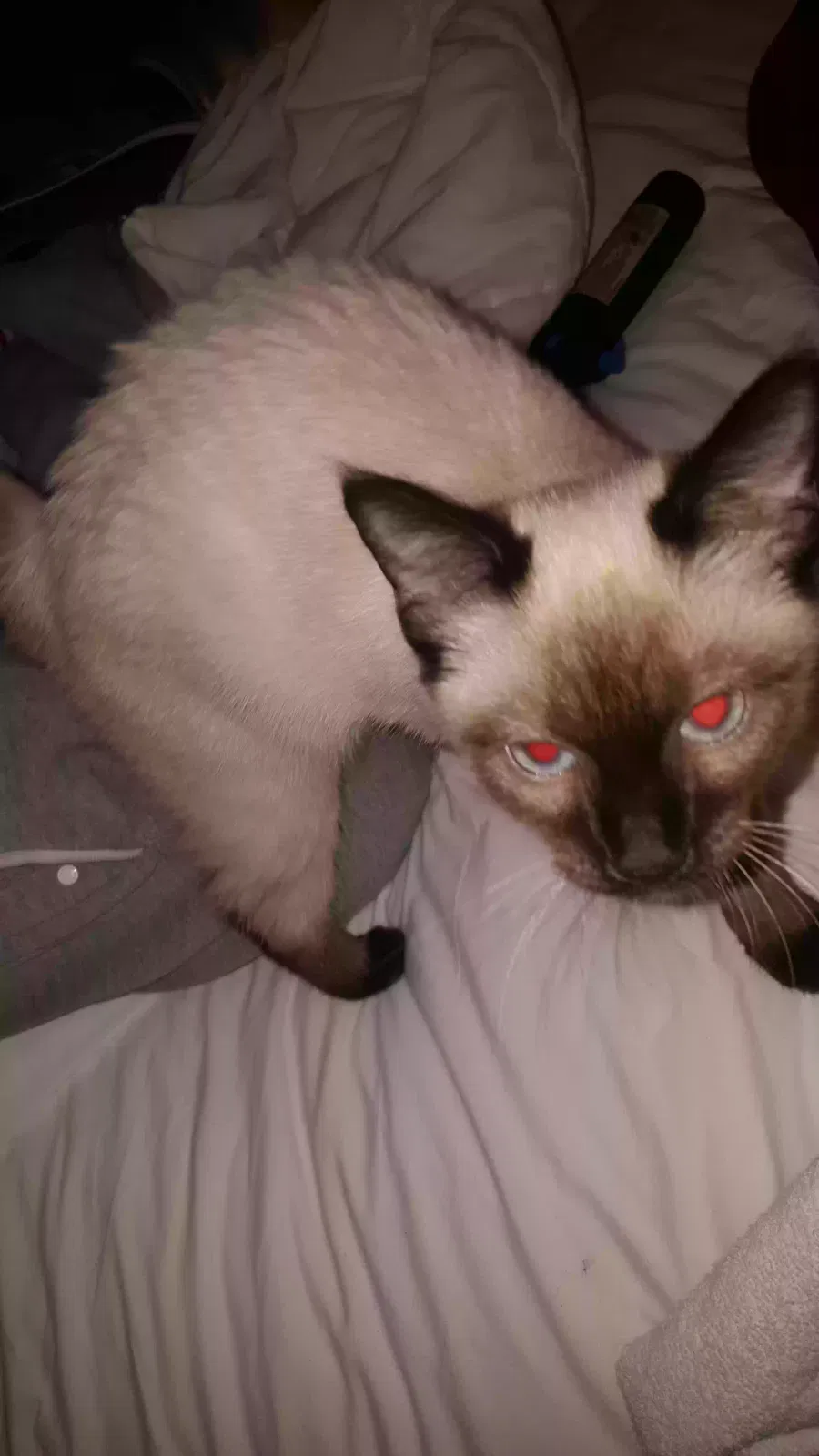 Lost cat in Glendale, AZ, 85306