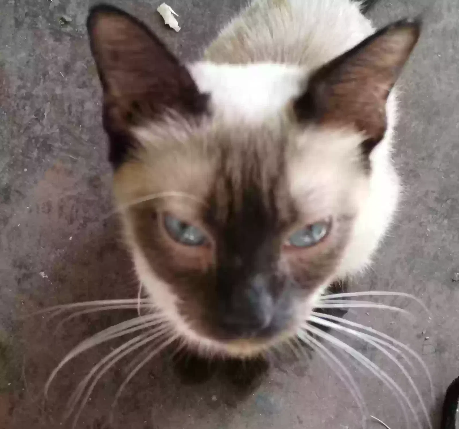 Lost cat in Glendale, AZ, 85306