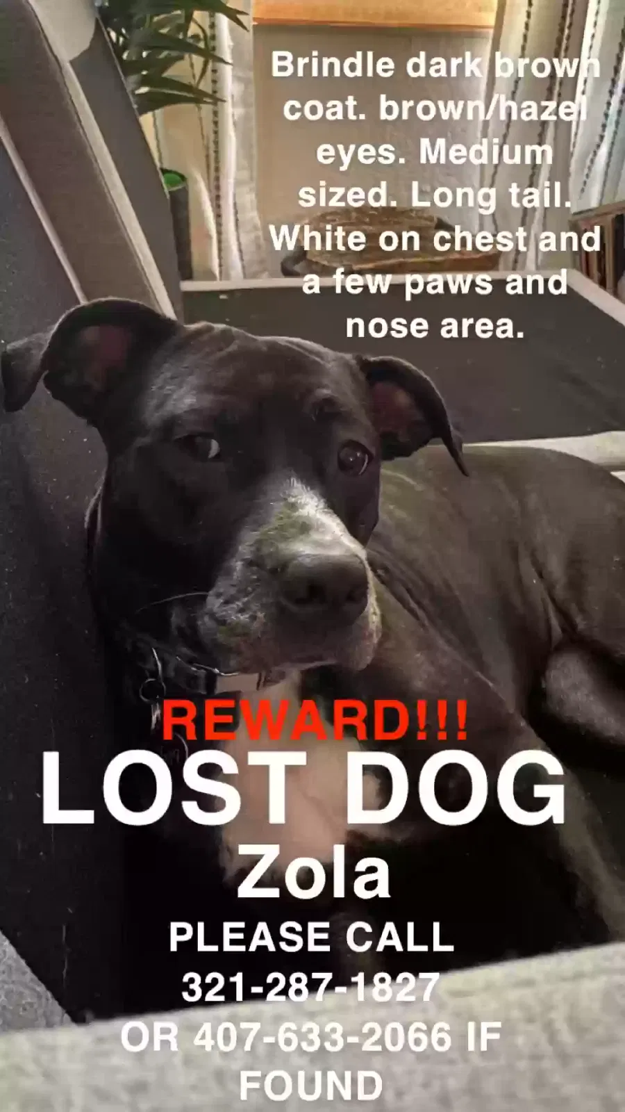 Lost dog in Orlando, FL, 32828