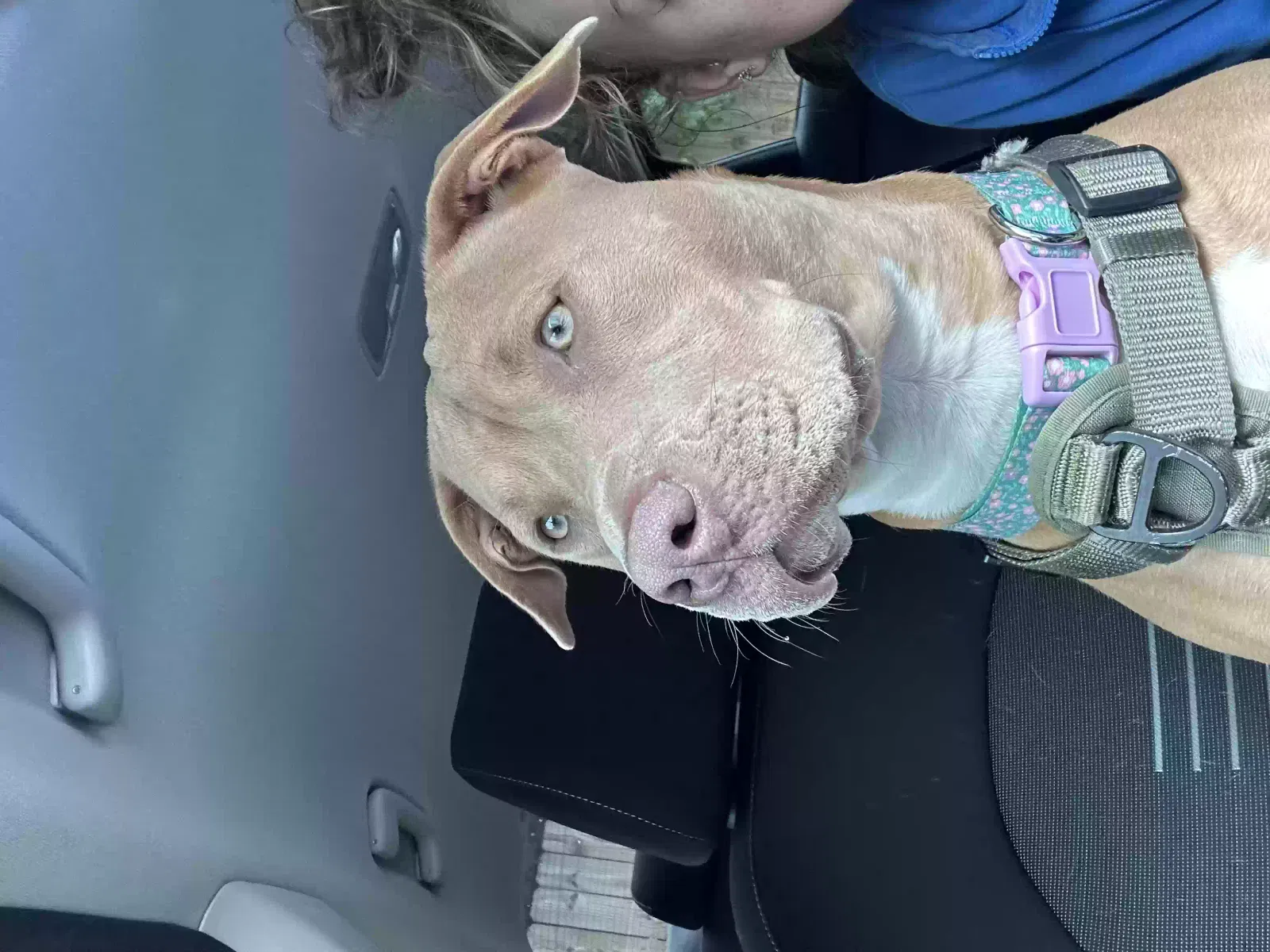 Lost dog in Norfolk, VA, 23508