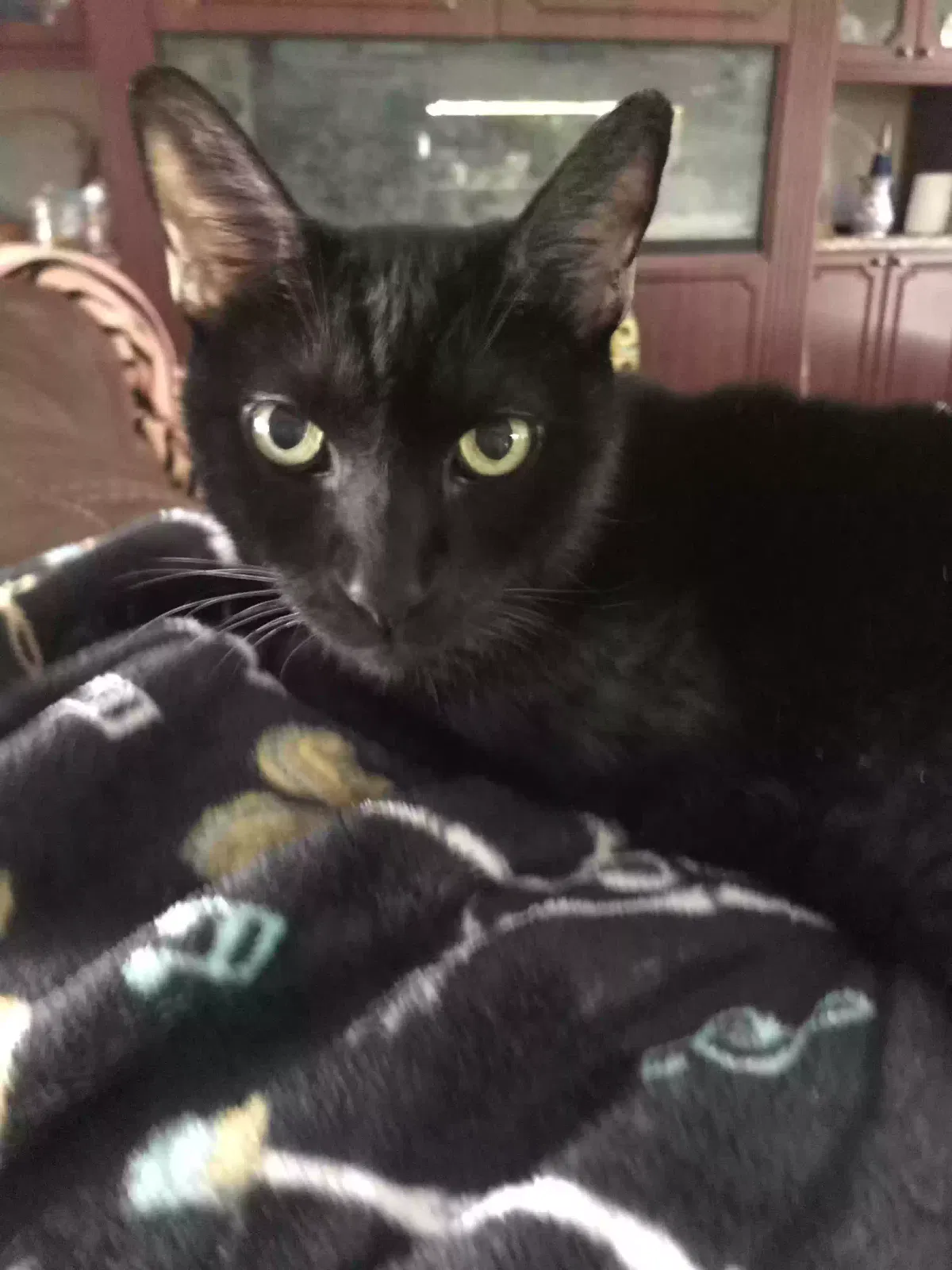 Lost cat in Pompano Beach, FL, 33071