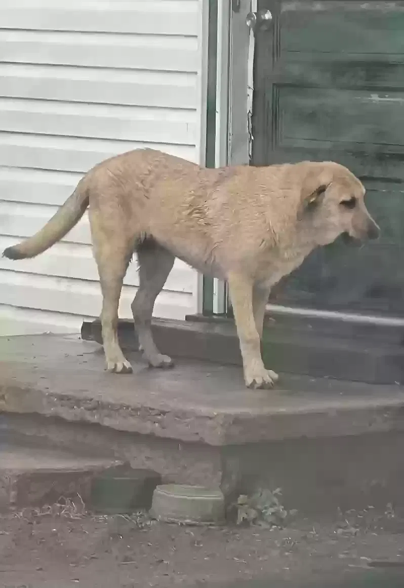 Lost dog in Rose Hill, KS, 67133