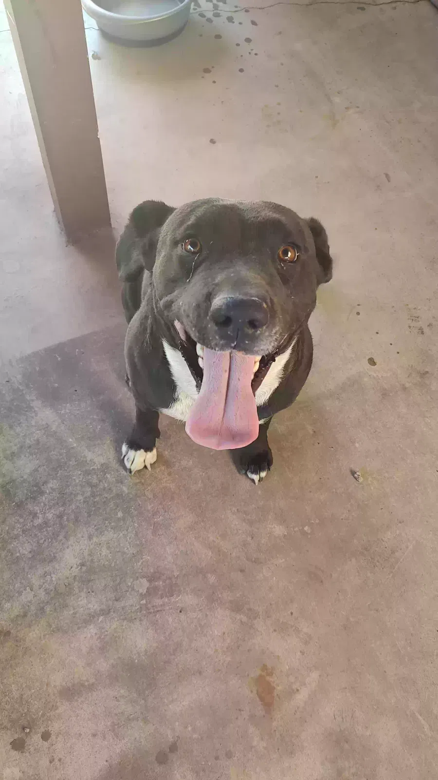 Found dog in Tucson, AZ, 85713