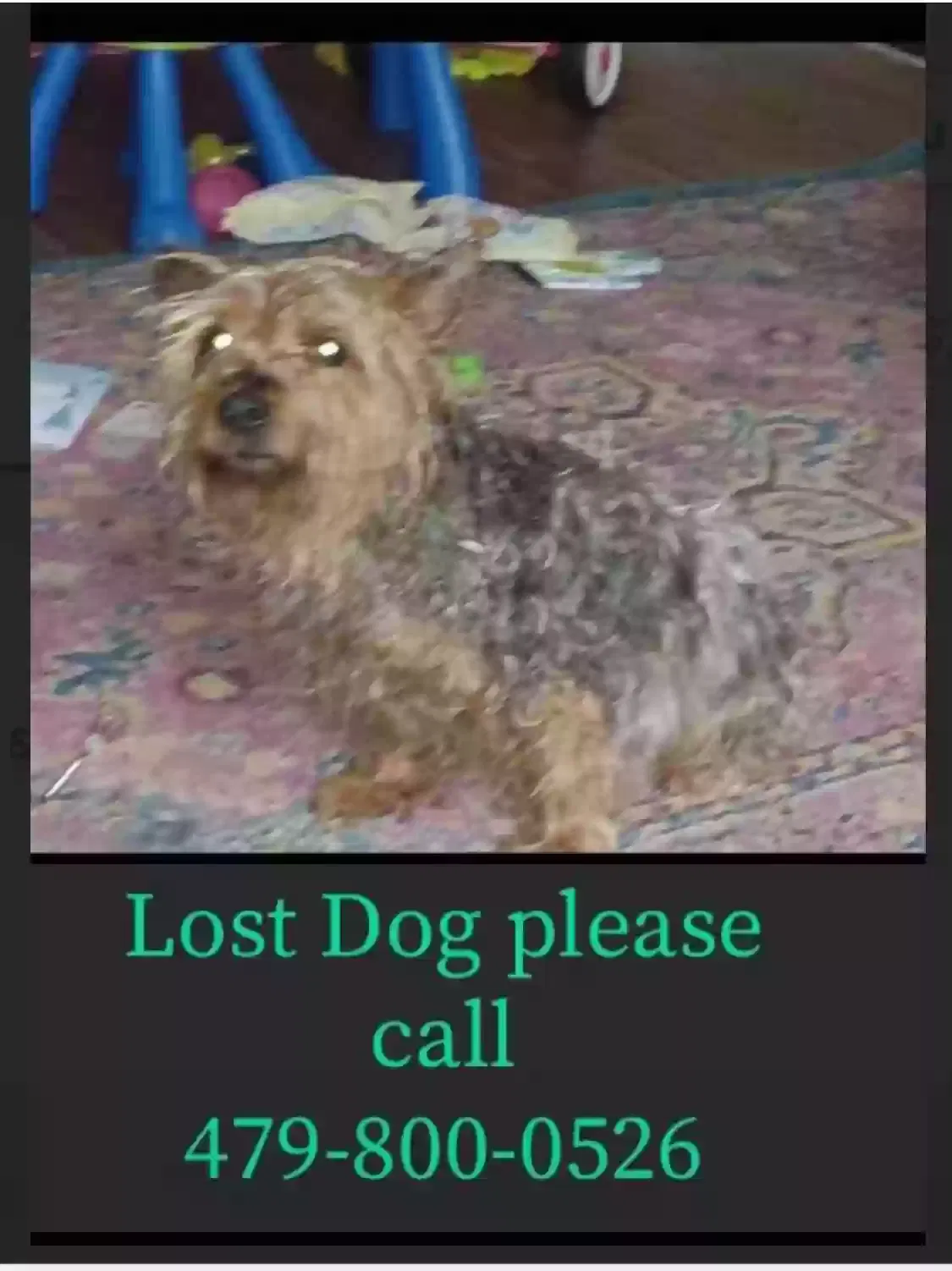 Lost dog in Springdale, AR, 72764