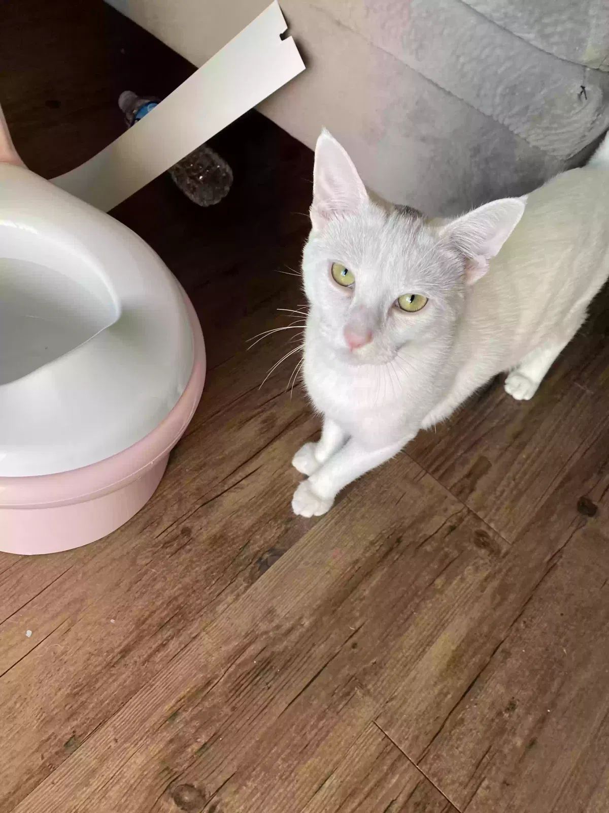 Lost cat in Houston, TX, 77049
