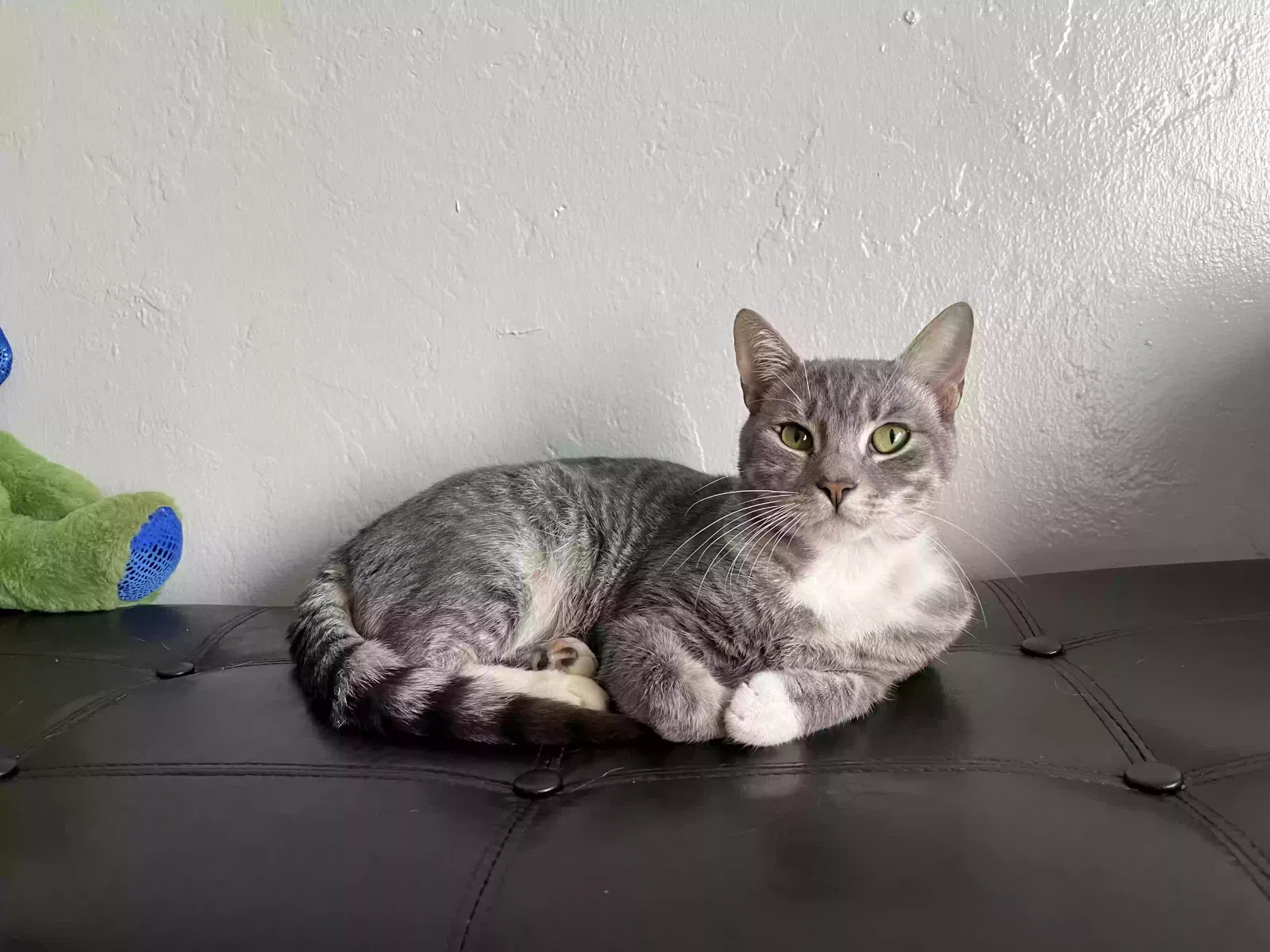 Lost cat in Lemoore, CA, 93245