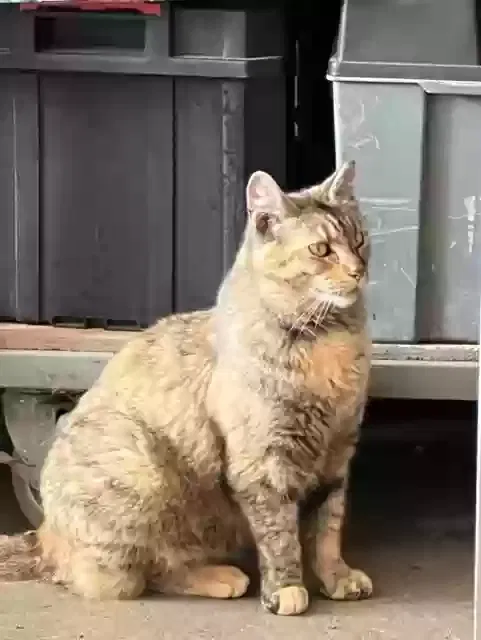 Lost cat in Bayport, NY, 11705