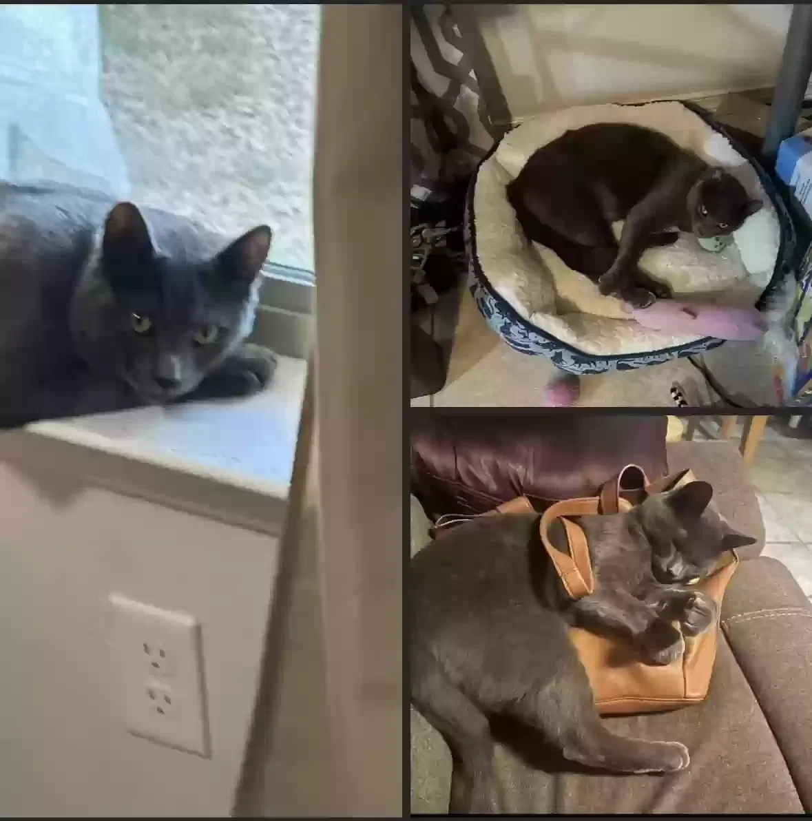 Lost cat in El Paso, TX, 79907