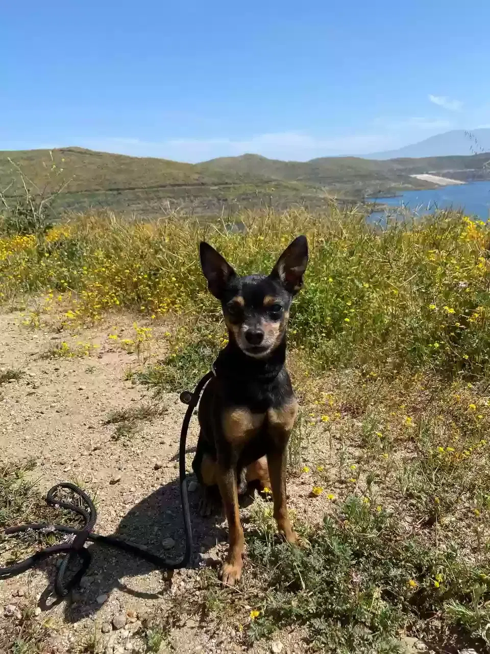 Lost dog in Los Angeles, CA, 90066