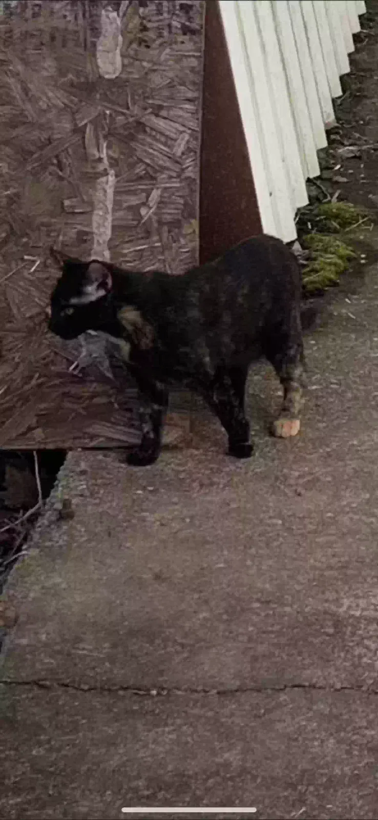 Lost cat in Bon Aqua, TN, 37025