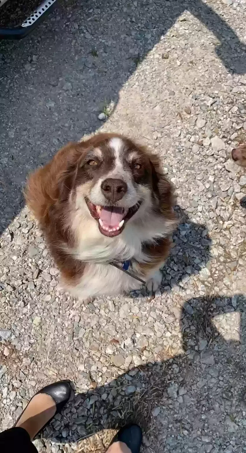 Lost dog in Yale, OK, 74085