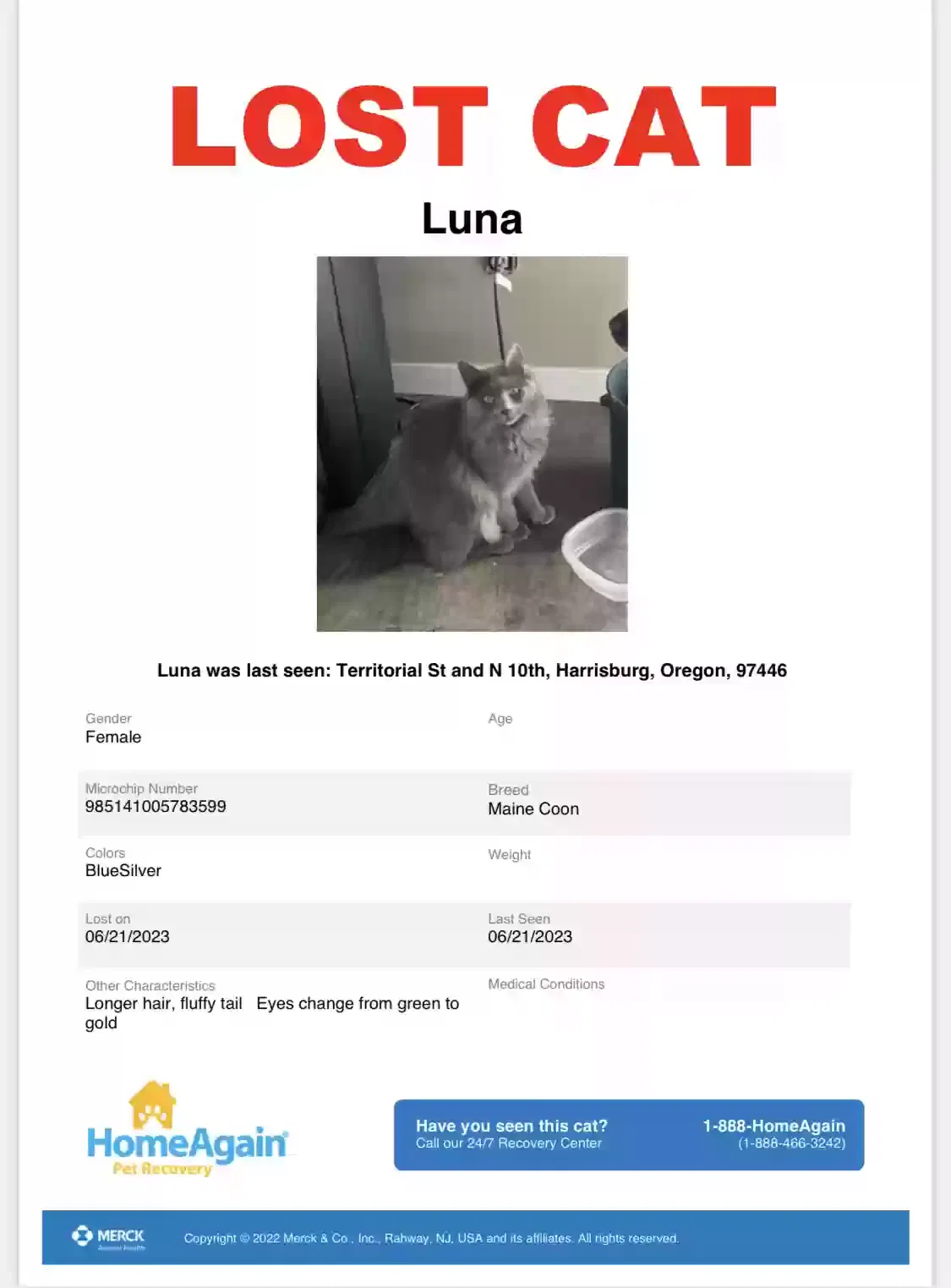Lost cat in Harrisburg, OR, 97446