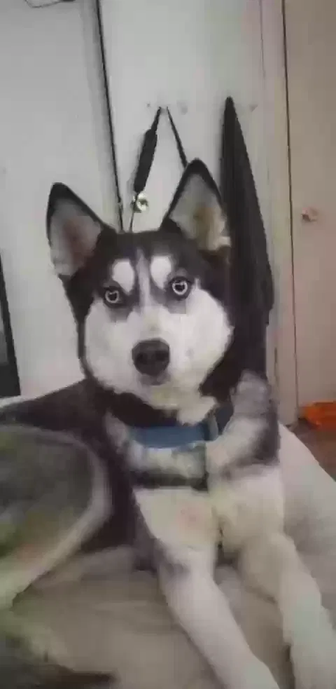 Lost dog in Pryor, OK, 74361