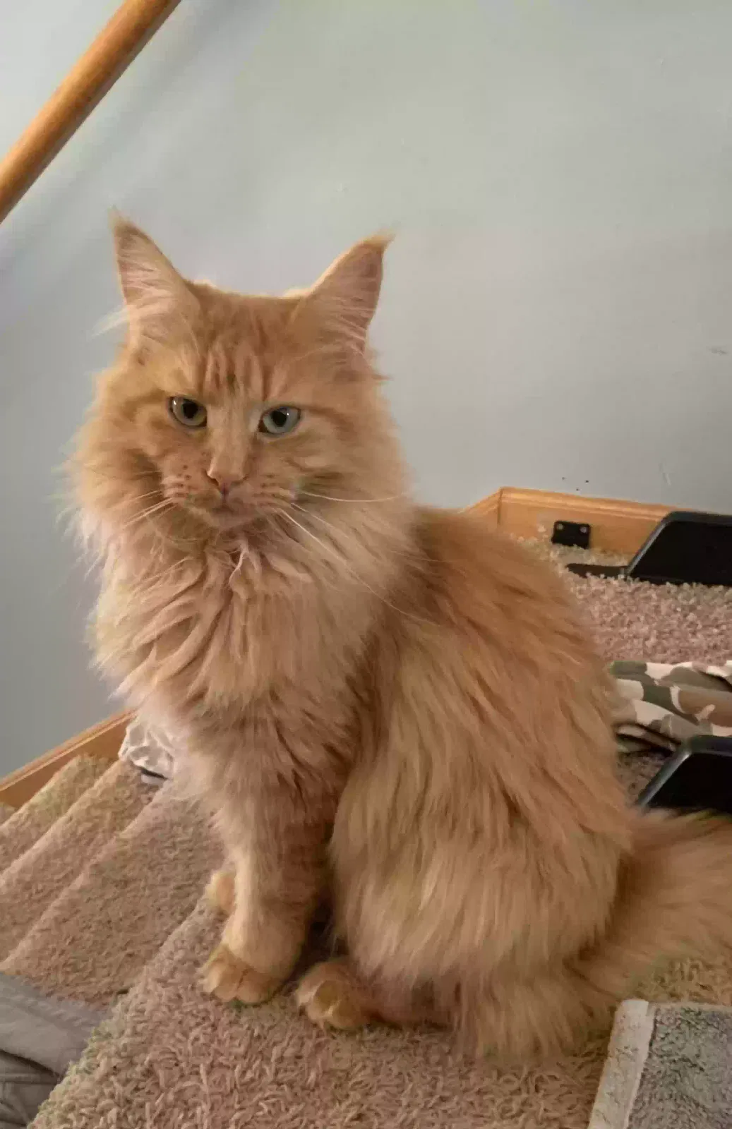 Lost cat in Anna, TX, 75409