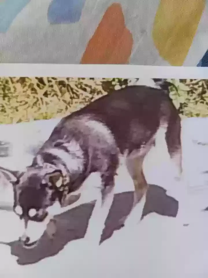 Lost dog in Lakewood, CA, 90715