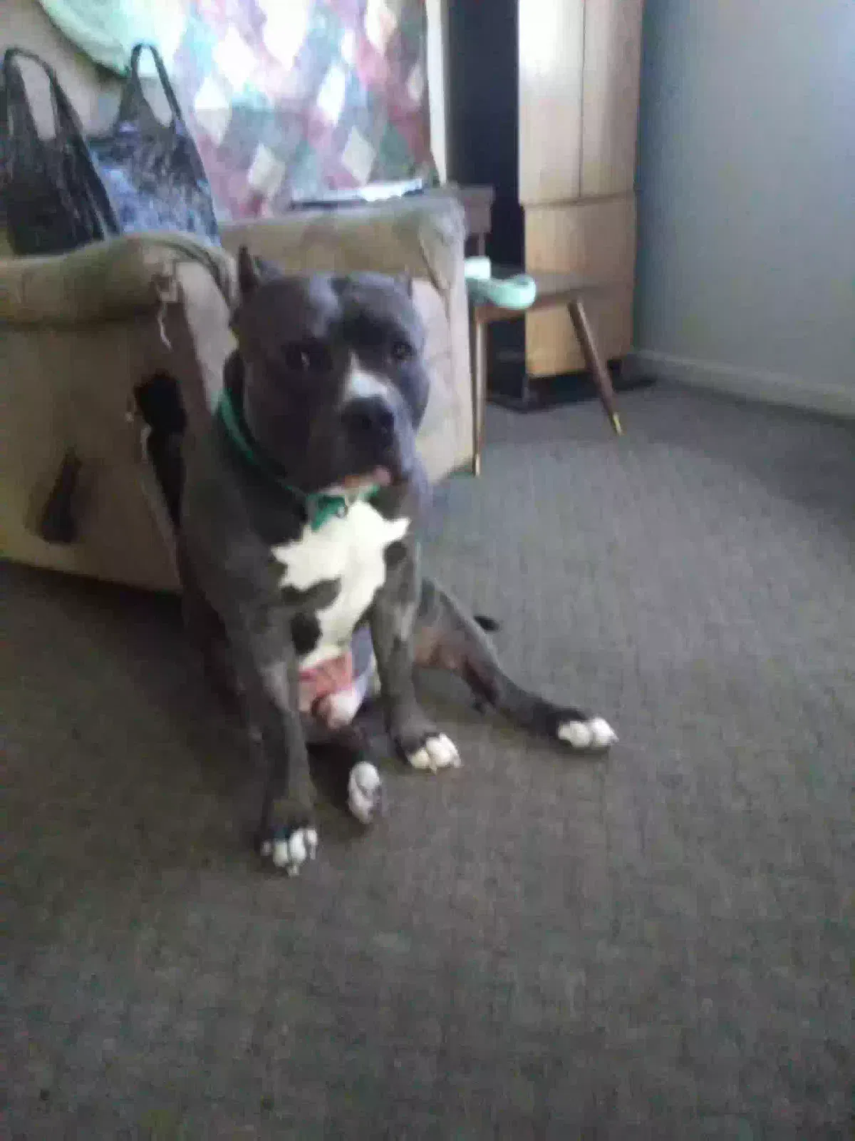 Lost dog in Lakeland, FL, 33801
