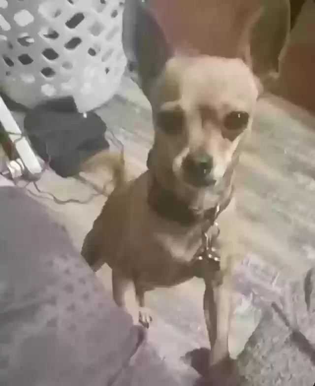 Lost dog in Garland, TX, 75040