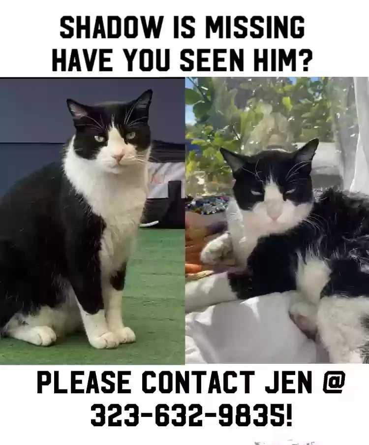 Lost cat in Van Nuys, CA, 91406
