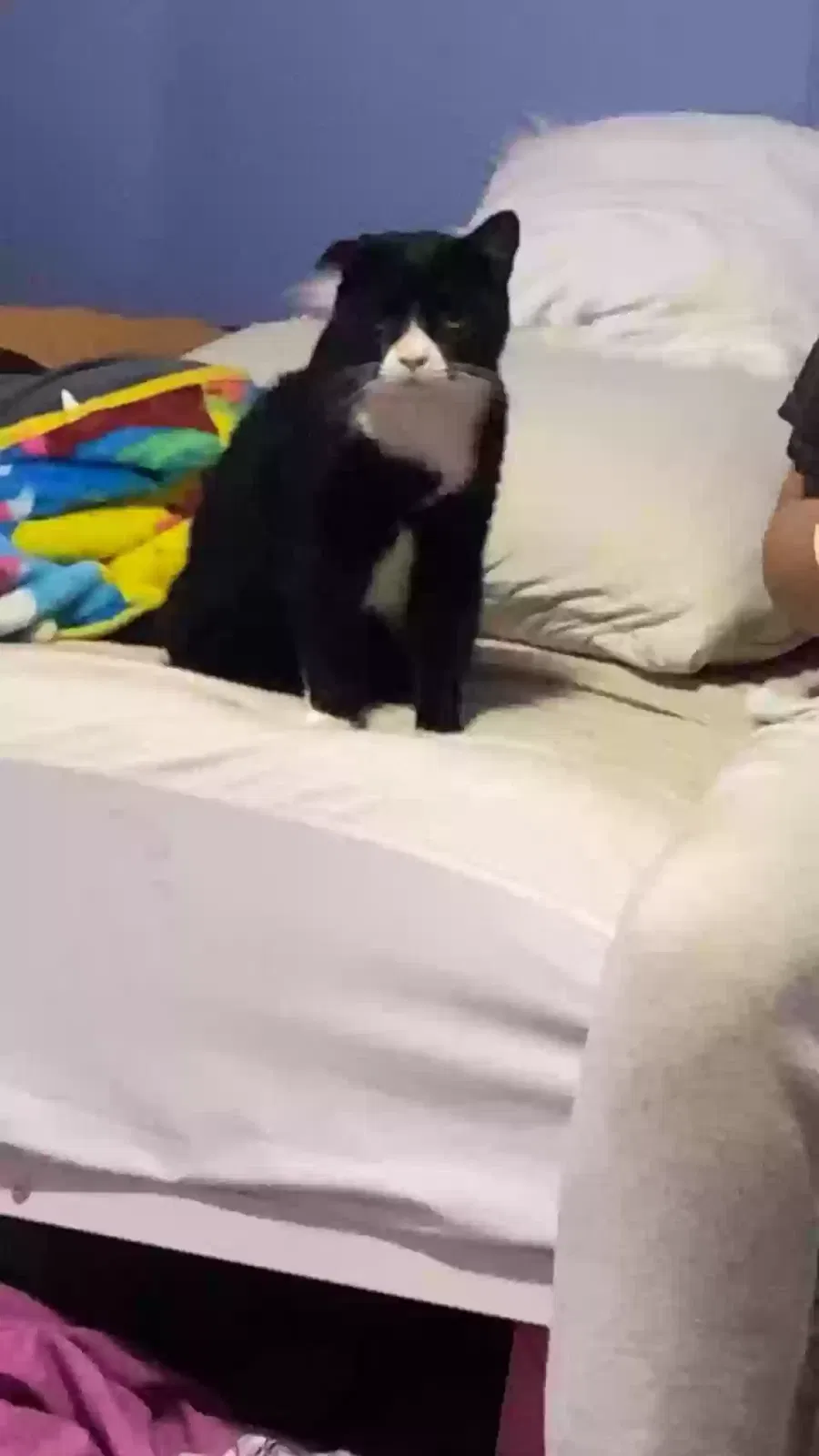Lost cat in Cleveland, GA, 30528