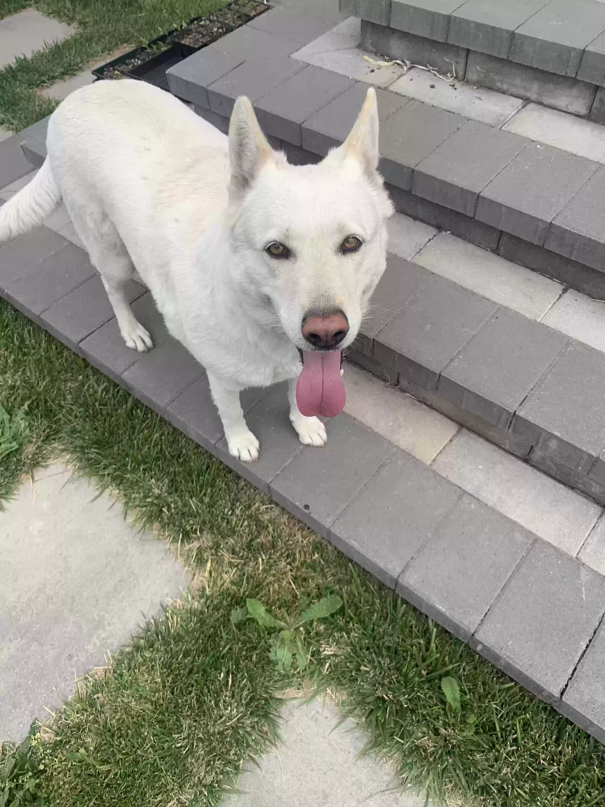 Found dog in Richmond, CA, 94804