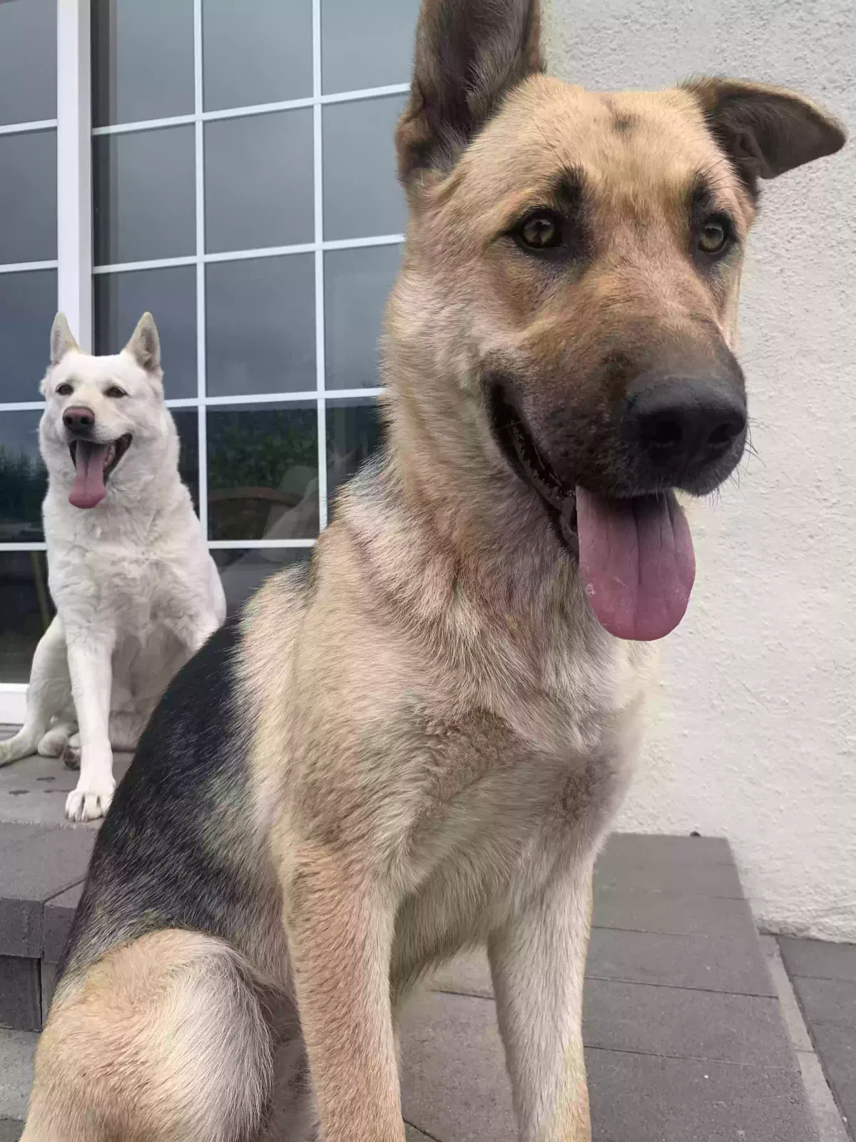 Found dog in Richmond, CA, 94804