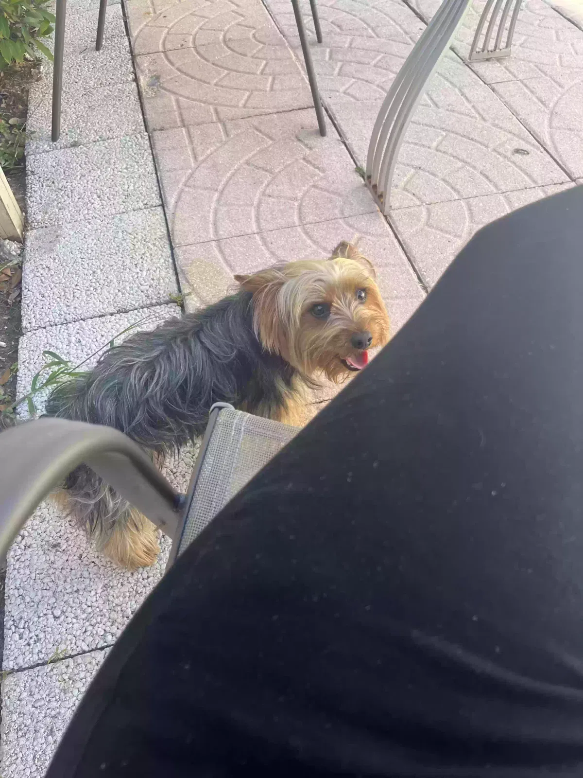 Lost dog in Clearwater, FL, 33755