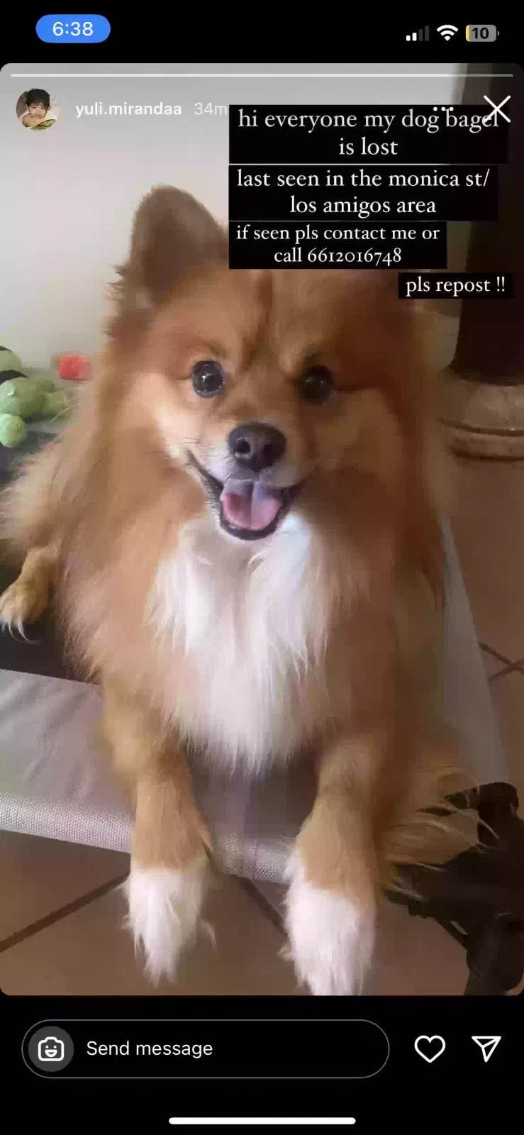 Lost dog in Bakersfield, CA, 93306