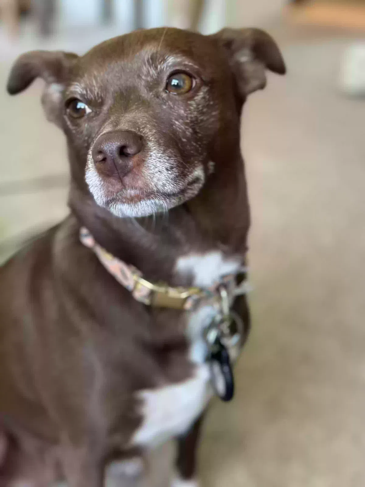 Lost dog in Cincinnati, OH, 45247