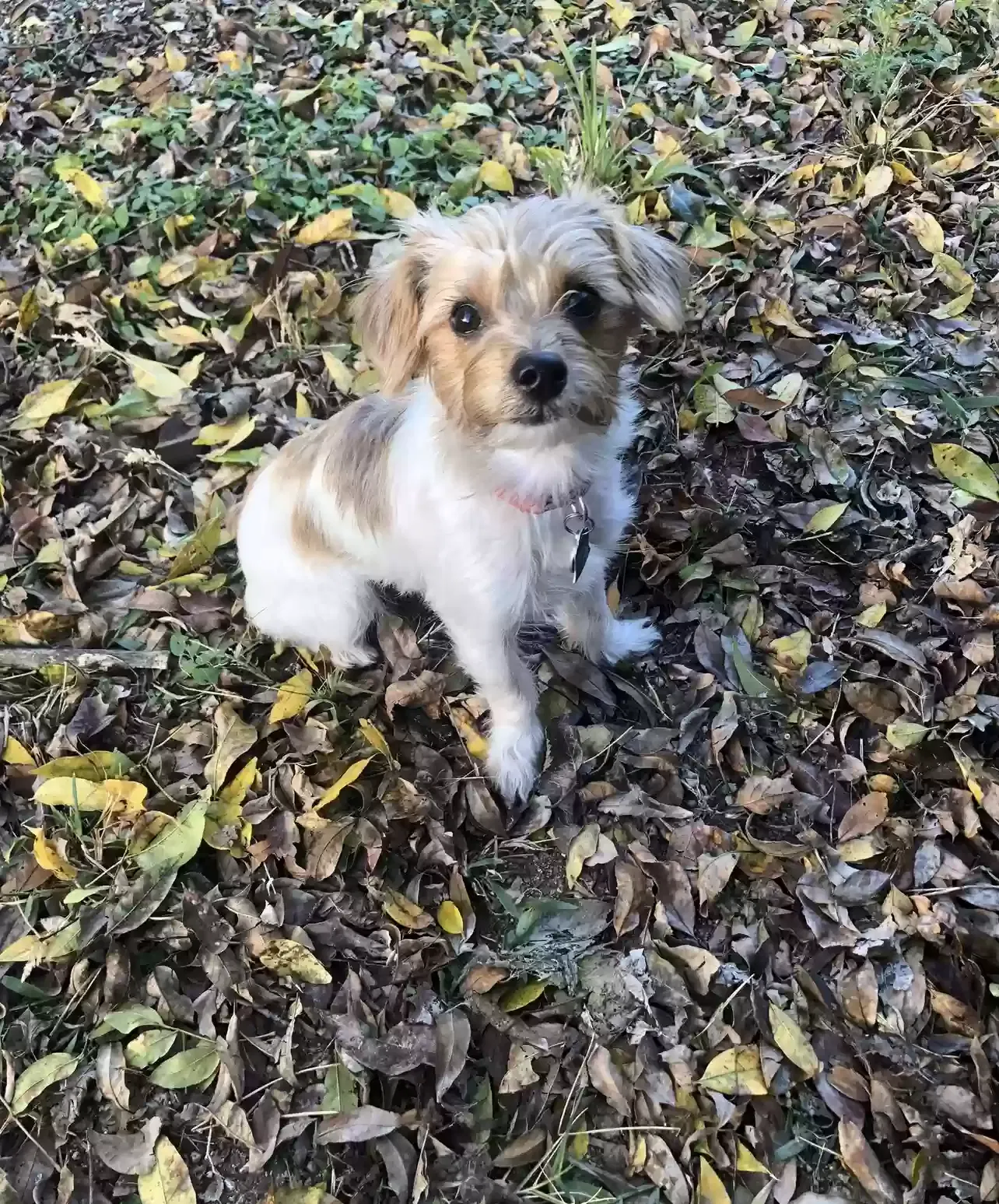 Lost dog in Fort Worth, TX, 76105
