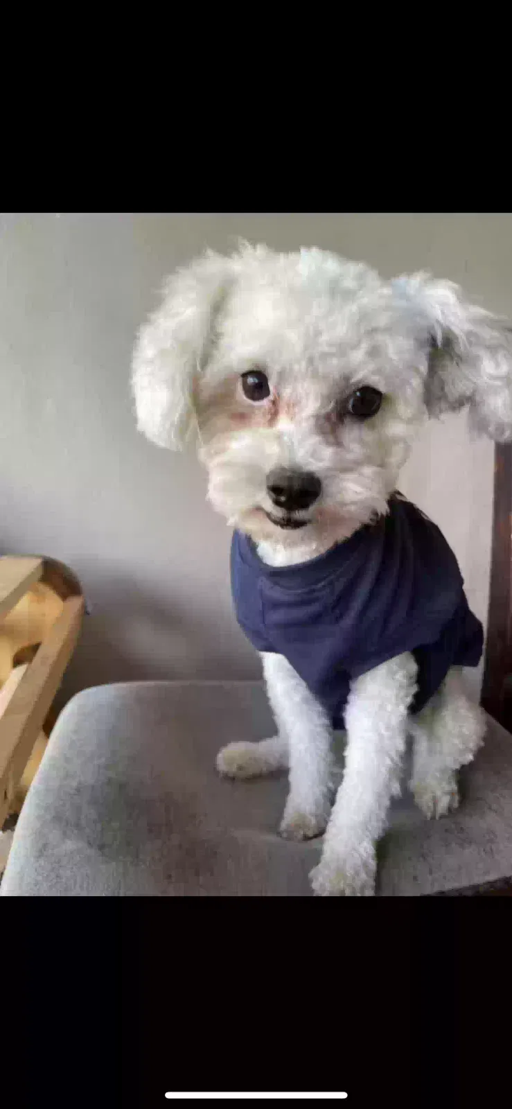 Lost dog in Phoenix, AZ, 85019