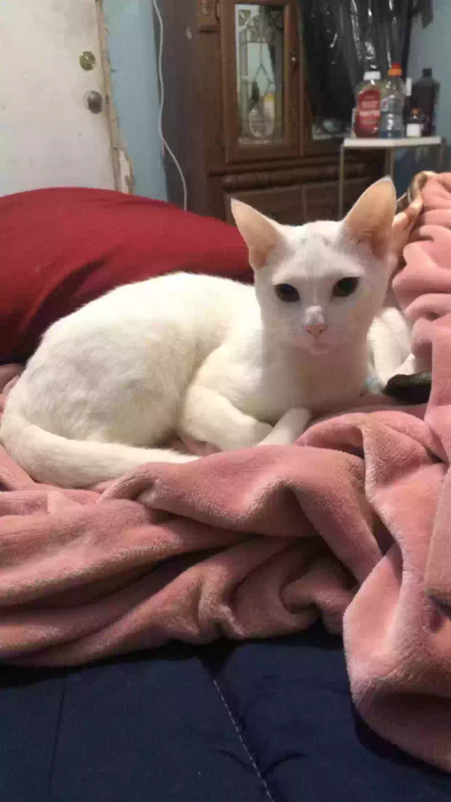 Lost cat in San Antonio, TX, 78201