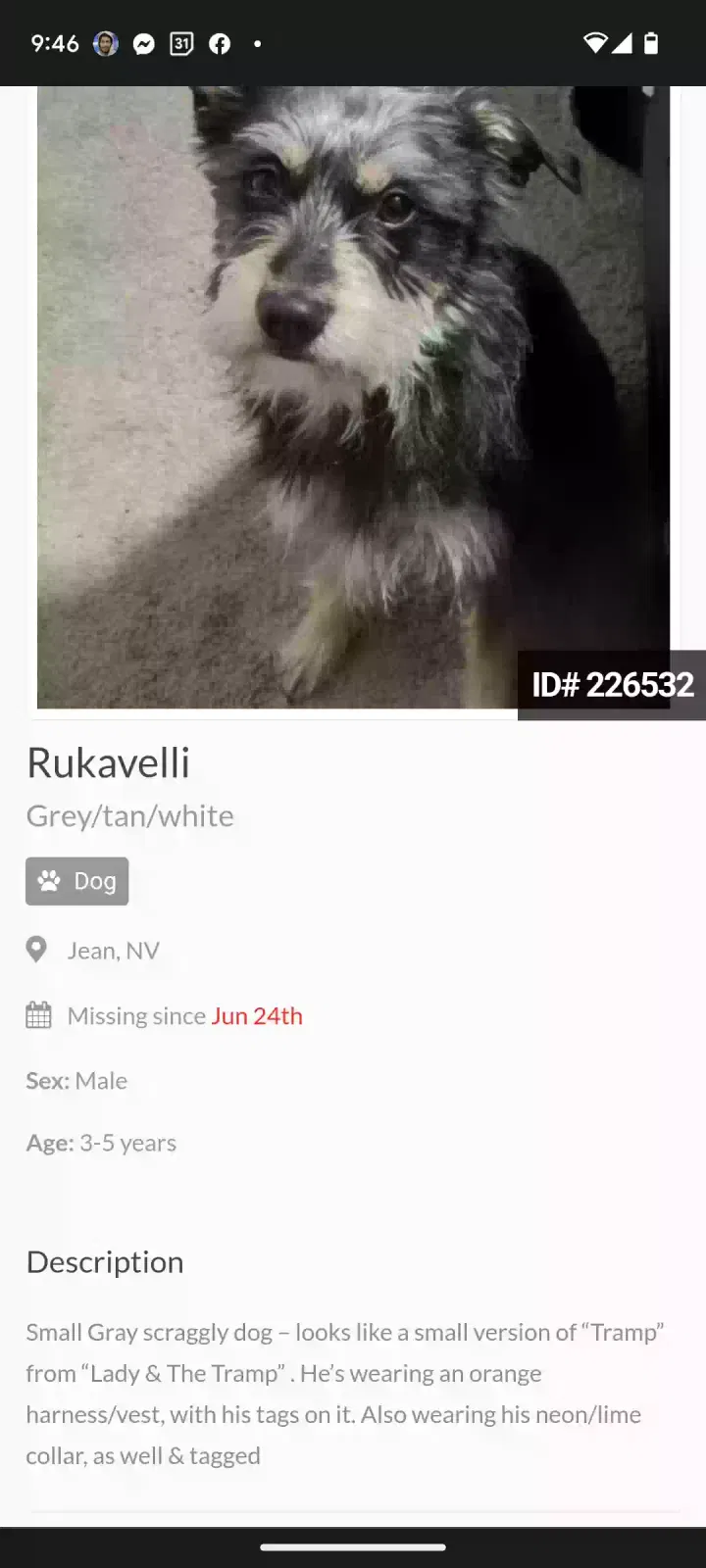 Lost dog in Jean, NV, 89019