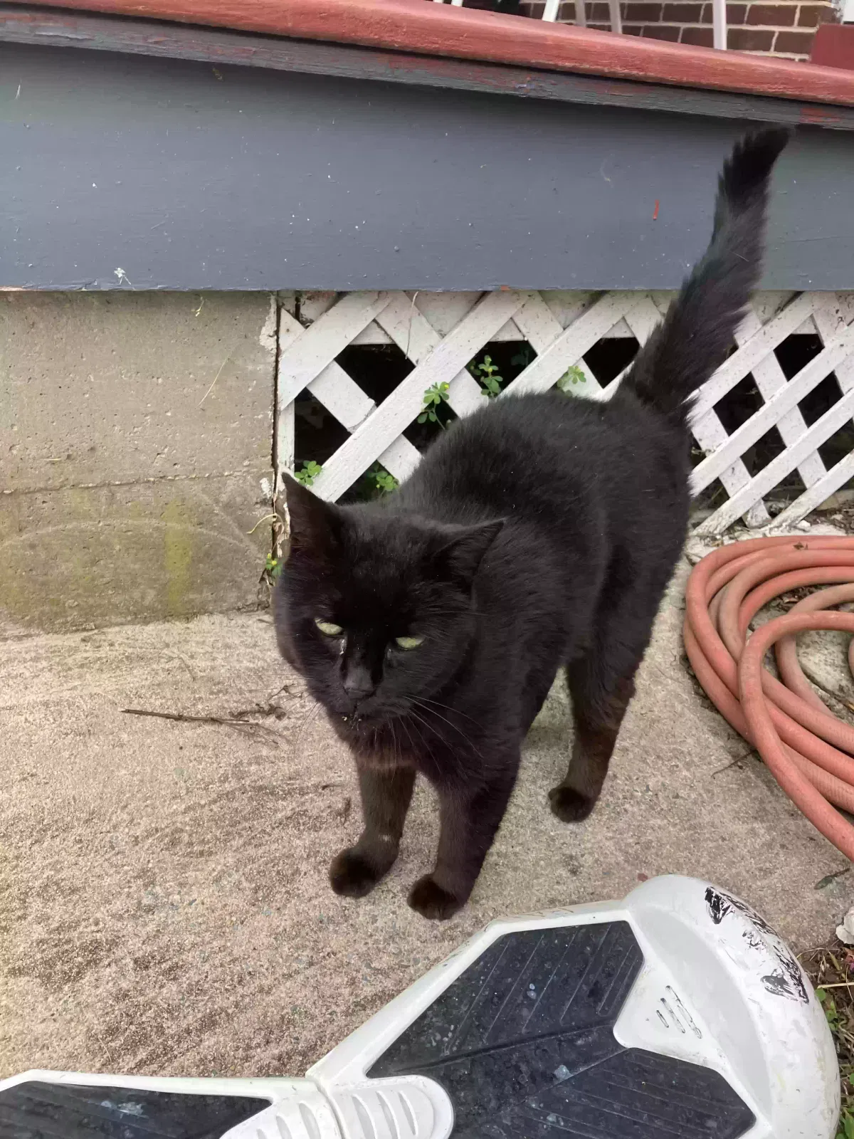 Found cat in Reading, PA, 19606