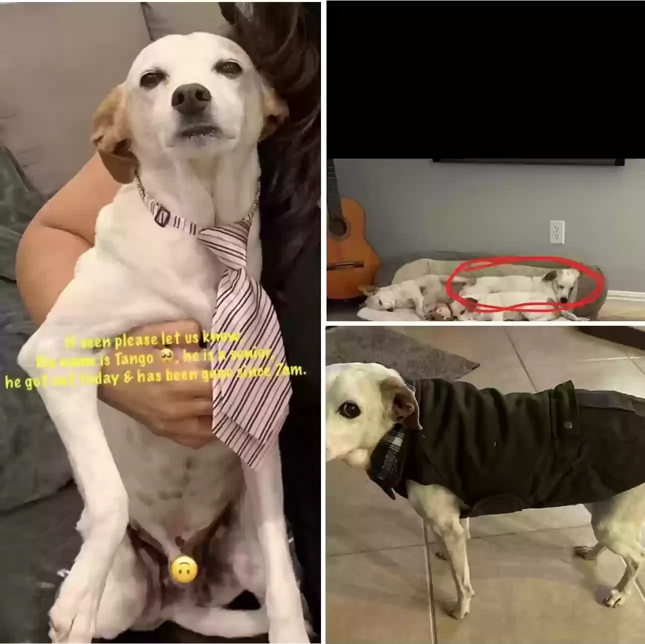 Lost dog in Bakersfield, CA, 93307